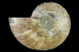 Agatized Ammonite Fossil (Half) - Madagascar #139685-1